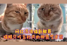 流浪猫顶流网红“新鲜哥”，只吃五秒内新鲜猫粮的挑食艺术家！视频封面
