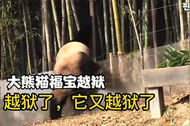 大熊猫福宝越狱了，此事惊动了姜爷爷视频封面