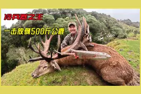 致命长矛，冷兵器之王！只需一击便秒杀500斤公鹿视频封面