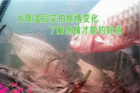 大雪后降温天，水下直观鱼类四大活动规律，明白后就知道怎么钓了