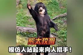 原来熊最可怕的不是吃人，而是学人......视频封面