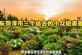 山东菏泽市三个必去的小众绝美景点视频封面