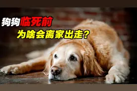 狗的寿命有多少年？为何狗临死前都会离家出走？它们在担心什么？