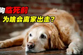狗的寿命有多少年？为何狗临死前都会离家出走？它们在担心什么？视频封面