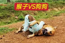 猴子VS狗狗，大战300回合才分胜负，镜头记录全过程视频封面