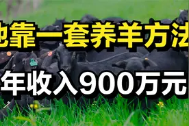 男子自创一套养羊方法，一斤羊肉能卖55元，年收入高达900多万元视频封面