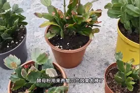 今天才发现，酵母粉用来养蟹爪兰效果特别棒，花卉枝叶茂盛视频封面