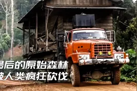 东南亚最后一片原始森林，被人类疯狂砍伐，正以肉眼可见速度消失视频封面