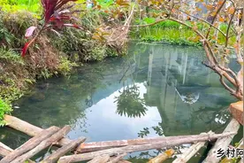 几十平米的小鱼塘竟养了200多条草鱼，真正的“小氹流水养大鱼”视频封面