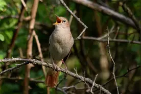 夜莺的鸣叫之声，美妙与感人，让人陶醉其中！