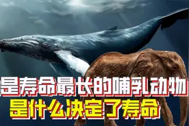 哺乳动物中，谁的寿命最长？影响寿命的关键因素是什么？视频封面