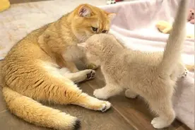 看猫妈是如何喊小奶猫过来吃奶的，网友：一嗓子就听懂了视频封面