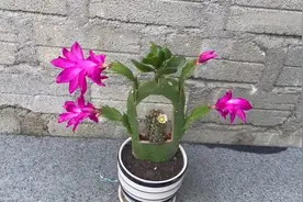 仙人掌上面居然能嫁接这么多植物，而且全部能成活，确实很神奇视频封面