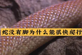 蛇没有脚为什么能很快爬行？