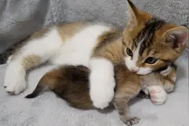 小猫尼科非常宠爱小猫宝宝，于是就发生了这样的事情视频封面