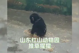 推草网红小猩猩视频封面
