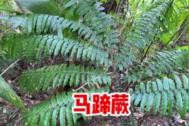 终于找到“马蹄蕨”，它是国家二级保护植物，遇到千万不能采挖！视频封面