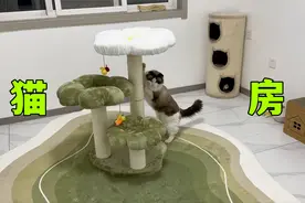 给猫布置一套专属猫房，得花多少钱？