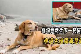 母狗竟然生下一只猫崽子，主人都看懵了，难道生殖隔离是假的？视频封面