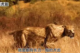 史前巨兽剑齿虎，最大的猫科动物，称霸冰河世纪为何突然灭绝？视频封面