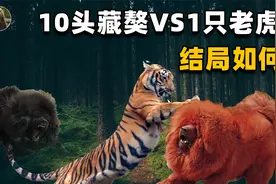 “一獒战三虎十獒沉航母”，10头藏獒对1只老虎，老虎下场如何？视频封面