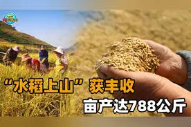 旱地水稻丰收！朱有勇院士“水稻上山”获成功，最高亩产788公斤
