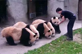 一群熊猫排队喝奶，饲养员走开就发生了搞笑一幕，接下来忍住别笑视频封面