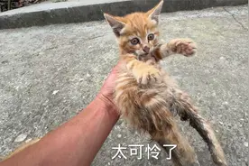 小猫下半身被车辆碾压，拖着腿求助视频封面