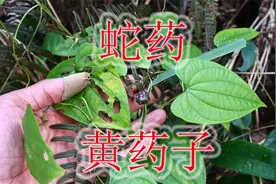 山野蛇药植物“黄独”，别误认是野山药，块根有毒不能食用