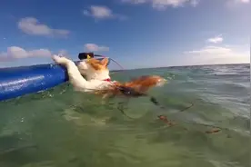 一只独眼猫竟学会了游泳，还和主人出海冲浪，堪称猫界“冲浪王”