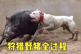 真实纪录：猎人带猎狗追杀野猪的全过程