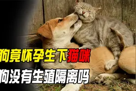 母狗竟怀孕生下猫咪，兽医带它去做亲子鉴定，猫狗没有生殖隔离吗视频封面