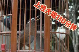 极品公画眉鸟叫声，原声原版大唱110分钟，太好听了！