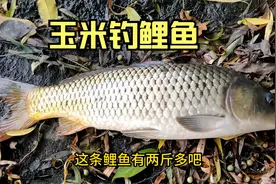 玉米钓鲤鱼怎么钓最快有效？实测老坛玉米怎么挂钩鲤鱼入口方便