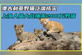 澳大利亚野猫泛滥成灾，上演“人猫大战”，要捕杀200万只野猫？视频封面