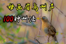 母画眉鸟叫声，原声大唱42分钟，100种叫法，值得收藏！