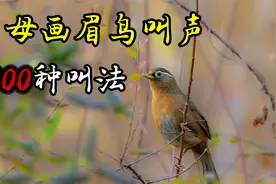 母画眉鸟叫声，原声大唱42分钟，100种叫法，值得收藏！