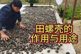 田螺壳到底有什么用，很多人都不知道，今天我来告诉你
