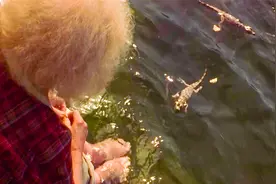 老太太养了一个鳄鱼当宠物，每天喂一头牛视频封面