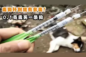 毒狗针到底有多毒？0.1克毒死一条狗，狗最后去哪儿了？