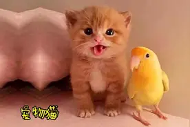 有趣搞笑的宠物猫  可爱的小猫宝宝视频集锦视频封面