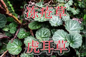 传说农家女发现“冻疮草”，植物学名“虎耳草”，有毒切记莫误食视频封面