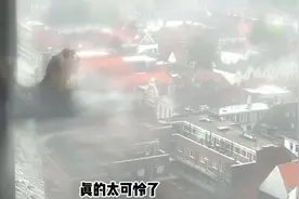 三小时后，四毛依旧没有回巢，天下起了大雨，情况变得越来越糟糕