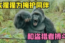 大猩猩为掩护同伴，和一群盗猎者作殊死搏斗，结果被残忍杀害视频封面
