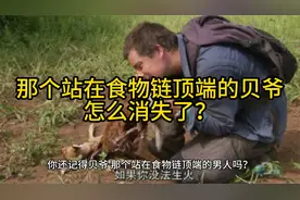 那个站在食物链顶端的贝爷，怎么消失了？视频封面