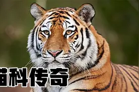 猫科动物几乎占据了各个食物链的顶端，你认识其中的几种？视频封面