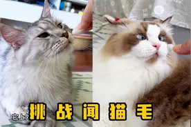 挑战闻猫毛，布偶猫和缅因猫分别是什么反应呢？视频封面