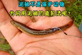 泥鳅不是保护动物，为何用泥鳅钓鱼犯法呢？活泥鳅钓鱼有何危害？
