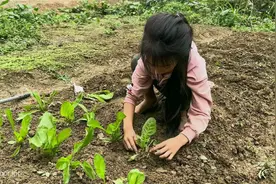 玉涵这孩子适应能力强，独居河边也不怕，为了生活疯狂翻地多种菜视频封面