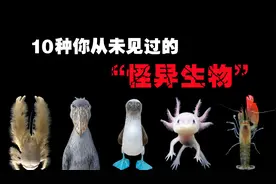 10种你从未见过的“怪异动物”，比熊猫还罕见的神秘物种！